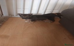 Mixed Breed dogs for sale: Gorgeous German shepherd x puppies  - Image 13