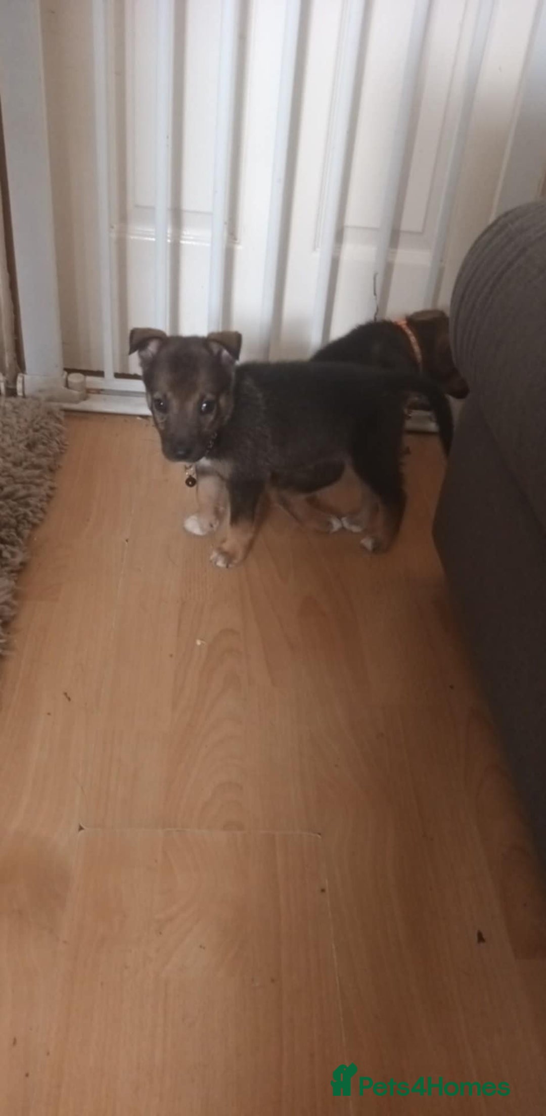 Mixed Breed dogs for sale: Gorgeous German shepherd x puppies  - Image 13