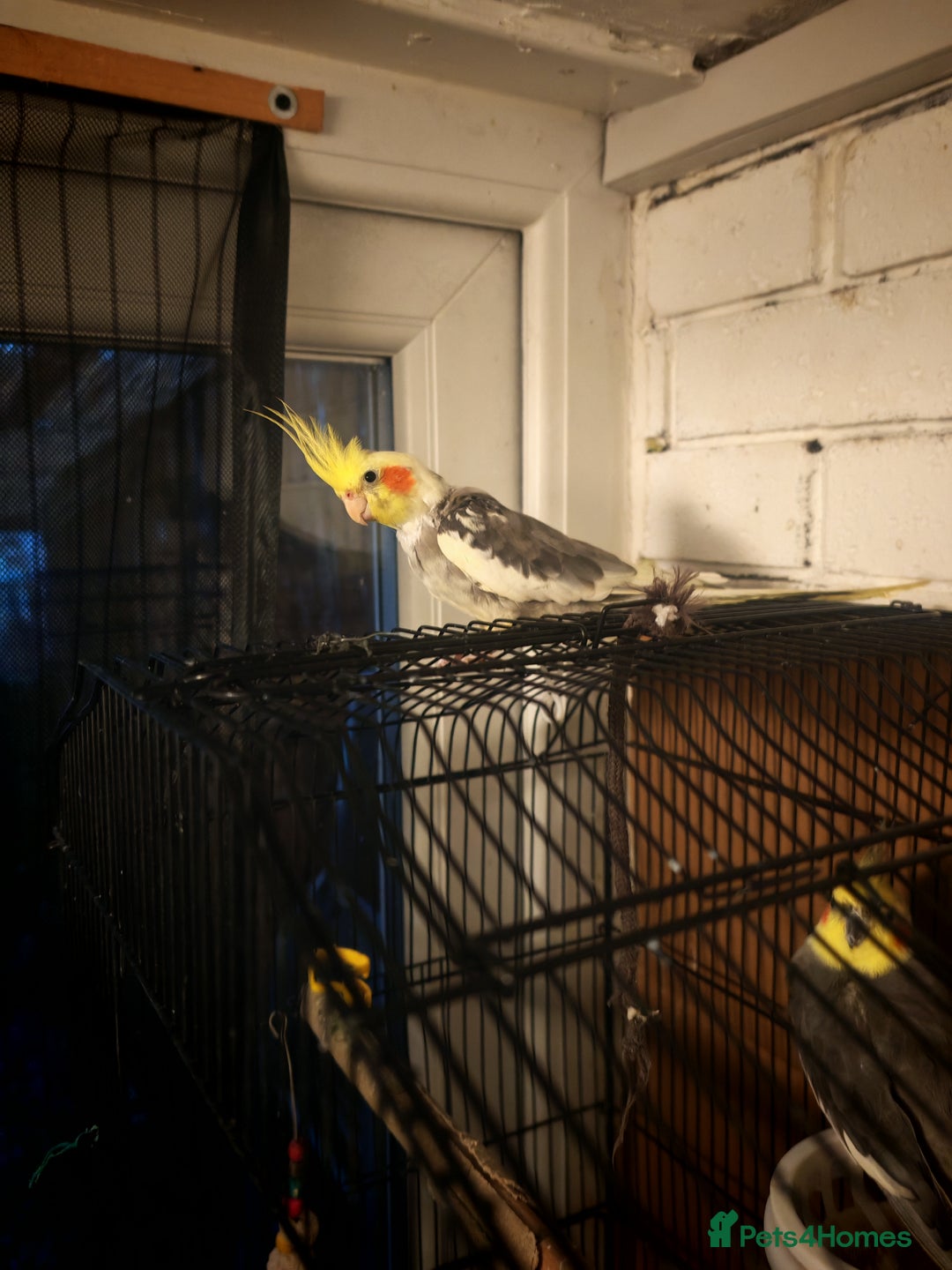 Cockatiels birds for sale: 2 x male cockatiels for sale - Advert 2