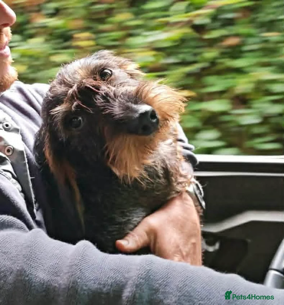 Dachshund dogs for sale: Std Wire Haired Dachshund Pups - Advert 6