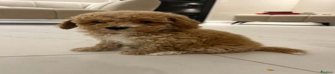 Poochon Puppy 3