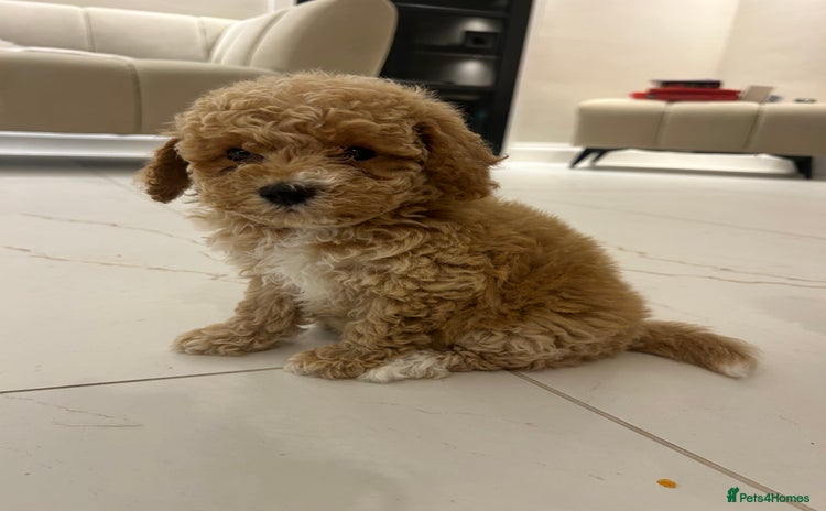 Poochon dogs - Advert 1
