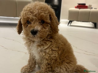 Poochon dogs - Advert 3