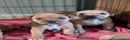 Staffordshire Bull Terrier dogs for sale: KC Red Staffords  - Advert 5