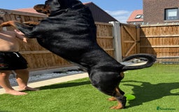 Rottweiler dogs for stud: Stunning Rottweiler for stud.  - Image 2