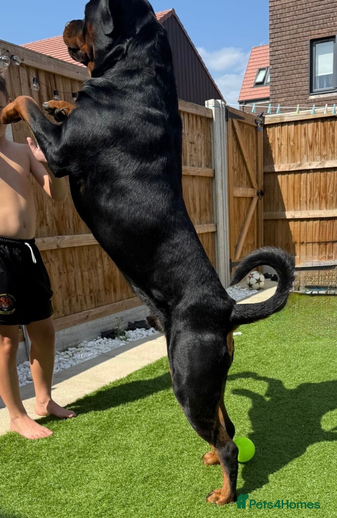 Rottweiler dogs for stud: Stunning Rottweiler for stud.  - Image 2