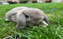 Mini Lop rabbits for sale: Mini Lop Rabbits For Sale  - Image 10