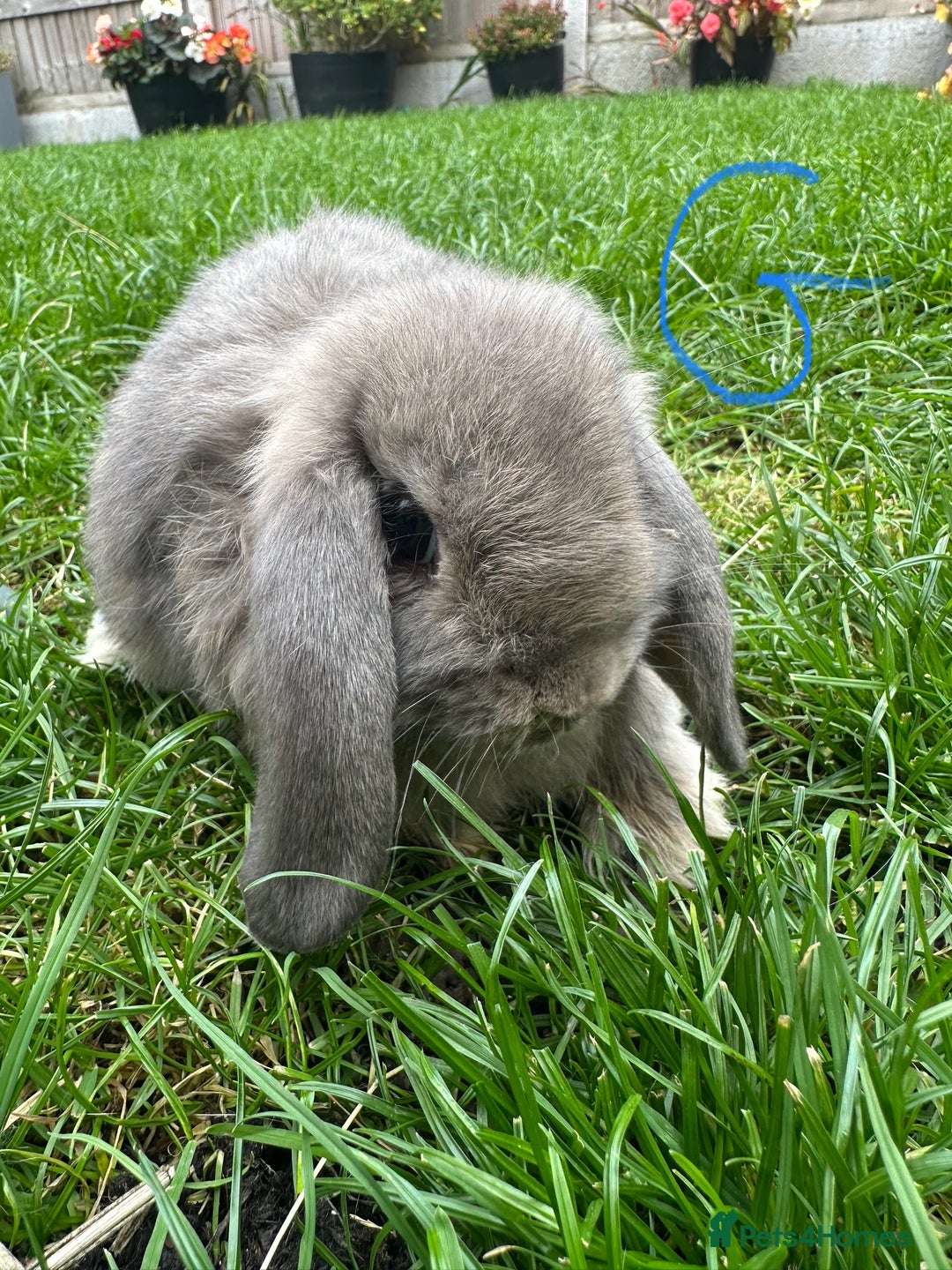 Mini Lop rabbits for sale: Mini Lop Rabbits For Sale  - Image 10