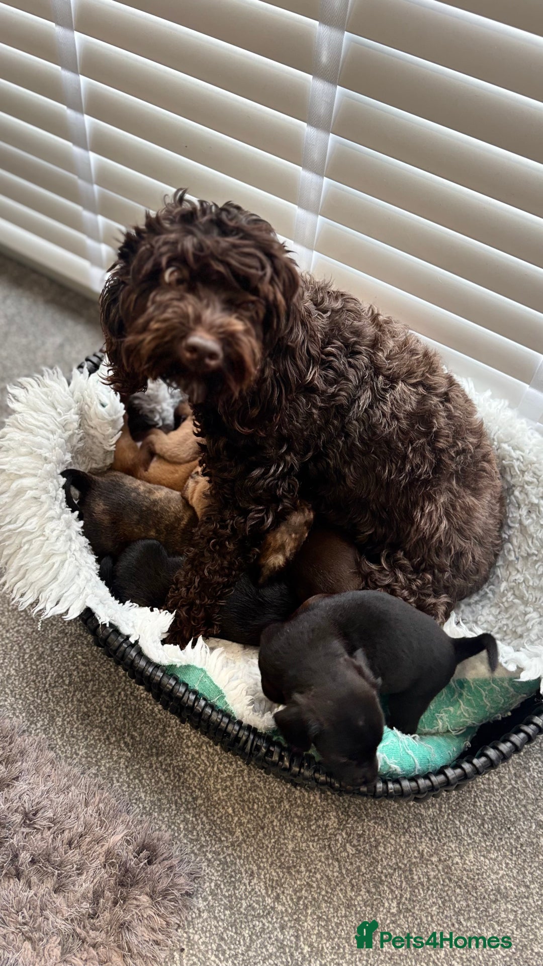 Mixed Breed dogs for sale: Cockapoo X pattadale pups  - Image 2