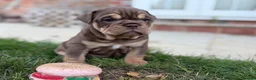 English Bulldog dogs for sale: Stunning KC reg English Bulldog puppies. in Newbury - Advert 28