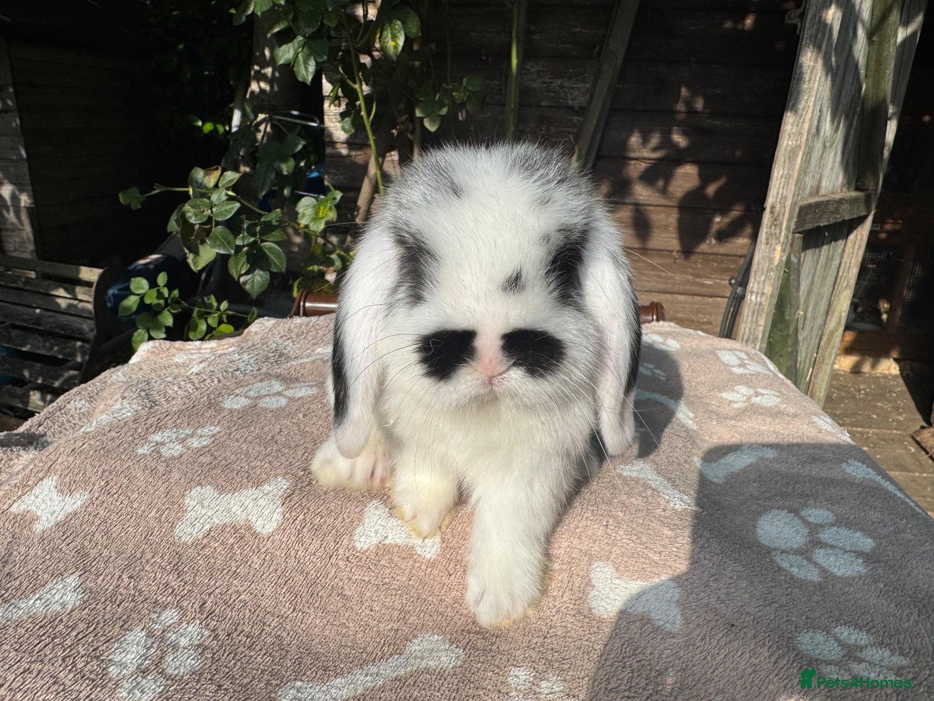 Mini Lop rabbits Mini lop  Adults and an 8 week old for sale  - Advert 2