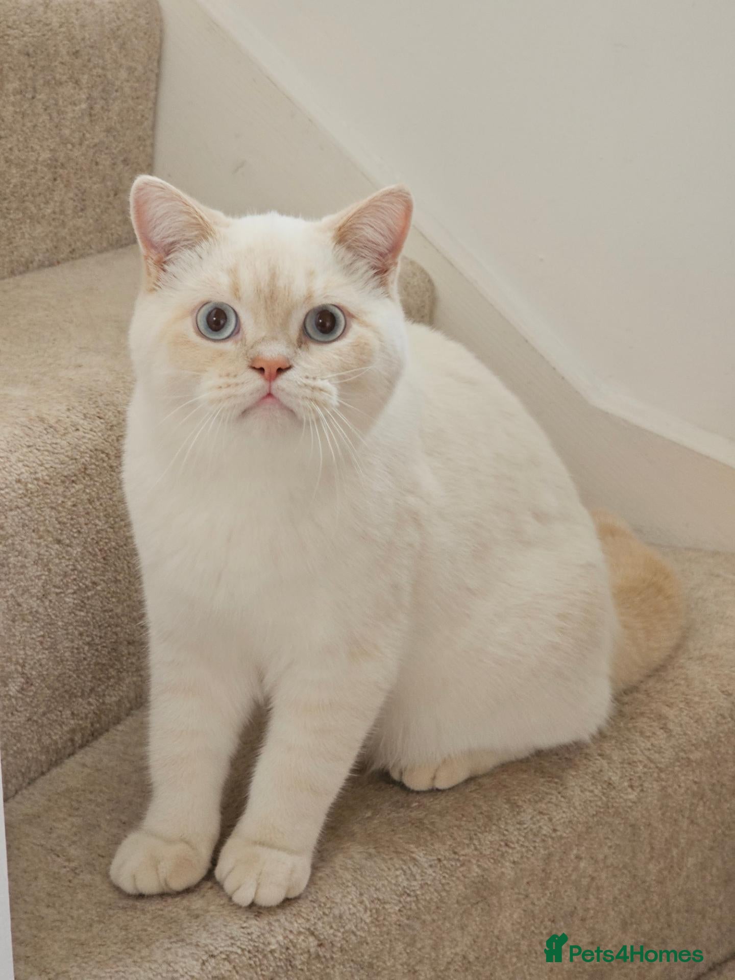 British Shorthair cats REDUCED BSH boys, GCCF reg - Advert 1