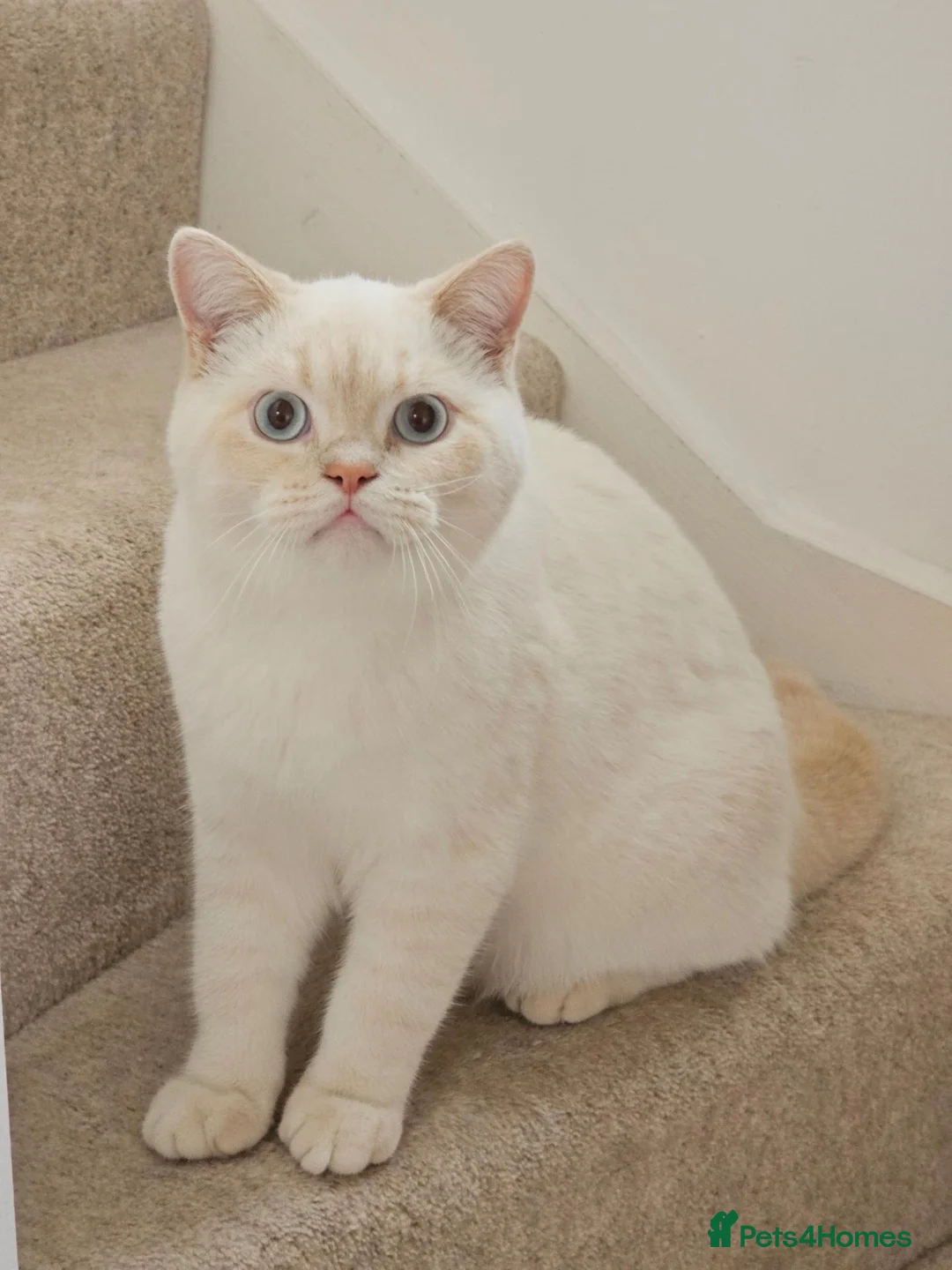 British Shorthair cats for sale: REDUCED BSH boys, GCCF reg - Advert 1