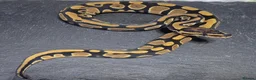 Python Snake reptiles for sale: UPDATED Various Ball Python Hatchlings - Advert 3