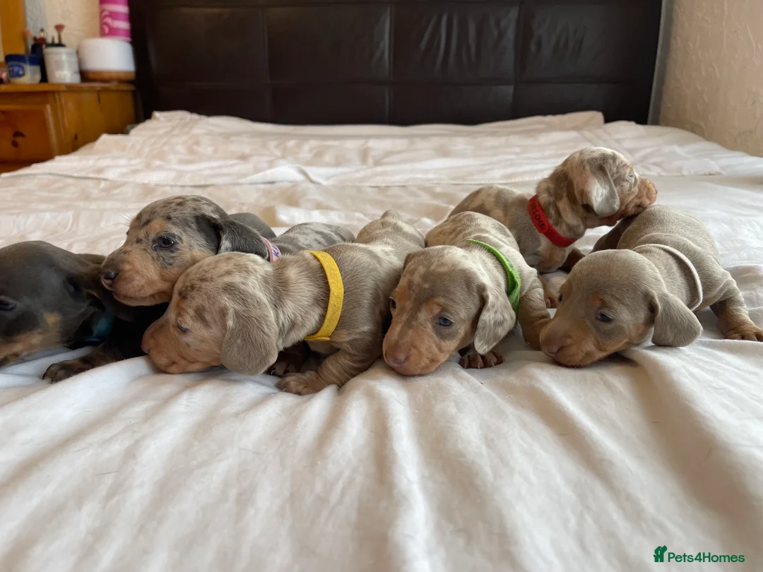 Miniature Dachshund dogs for sale: Tiny Chunky Miniature Dachshund  - Advert 7
