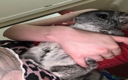 Chinchilla rodents for sale: Chinchillas Females for sale  - Image 6