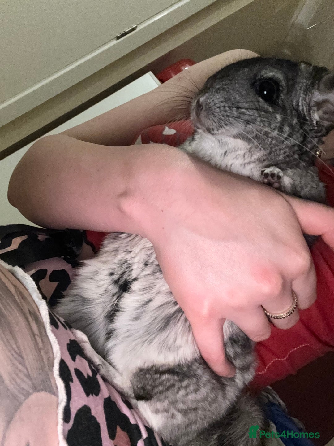 Chinchilla rodents for sale: Chinchillas Females for sale  - Image 6