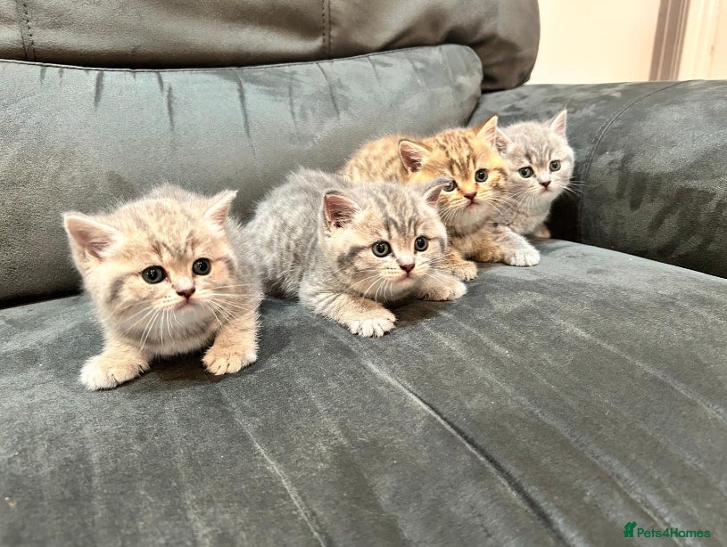 British Shorthair cats Stunning British shorthair kittens - Advert 1