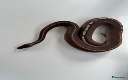 Python Snake reptiles for sale: Royal/ball python  - Image 1