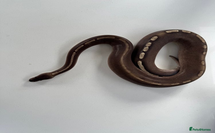 Python Snake reptiles - Advert 4
