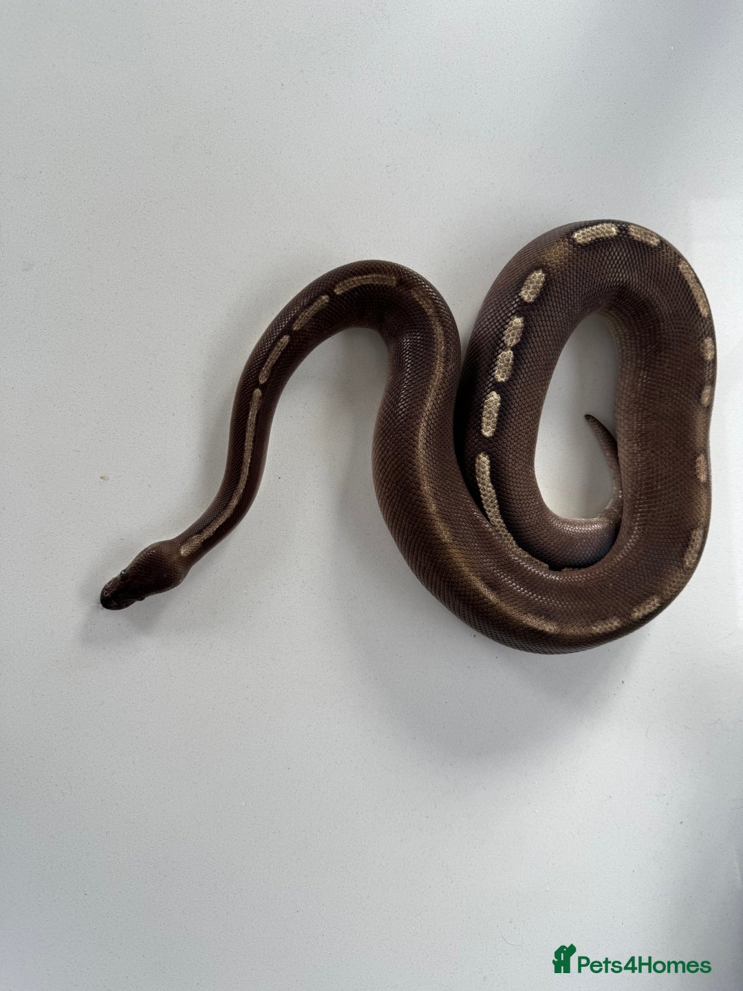 Python Snake reptiles for sale: Royal/ball python  - Image 1