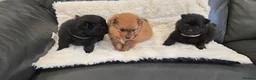 Pomeranian dogs for sale: Pretty cute Pomeranians  - Advert 21