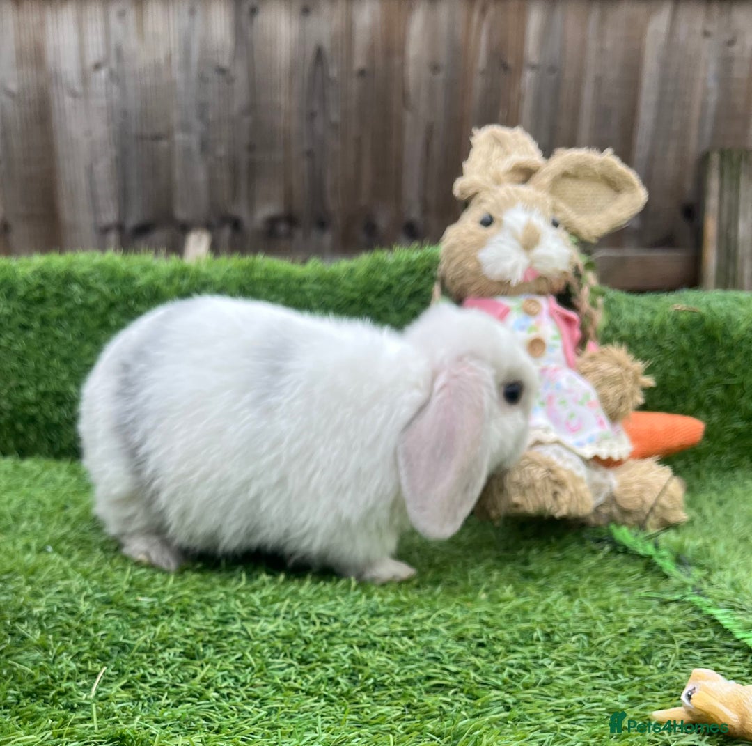 Mini Lop rabbits for sale: Autumn babies - Image 12