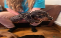 Miniature Dachshund dogs for sale: Miniature dachshund puppies - Image 10