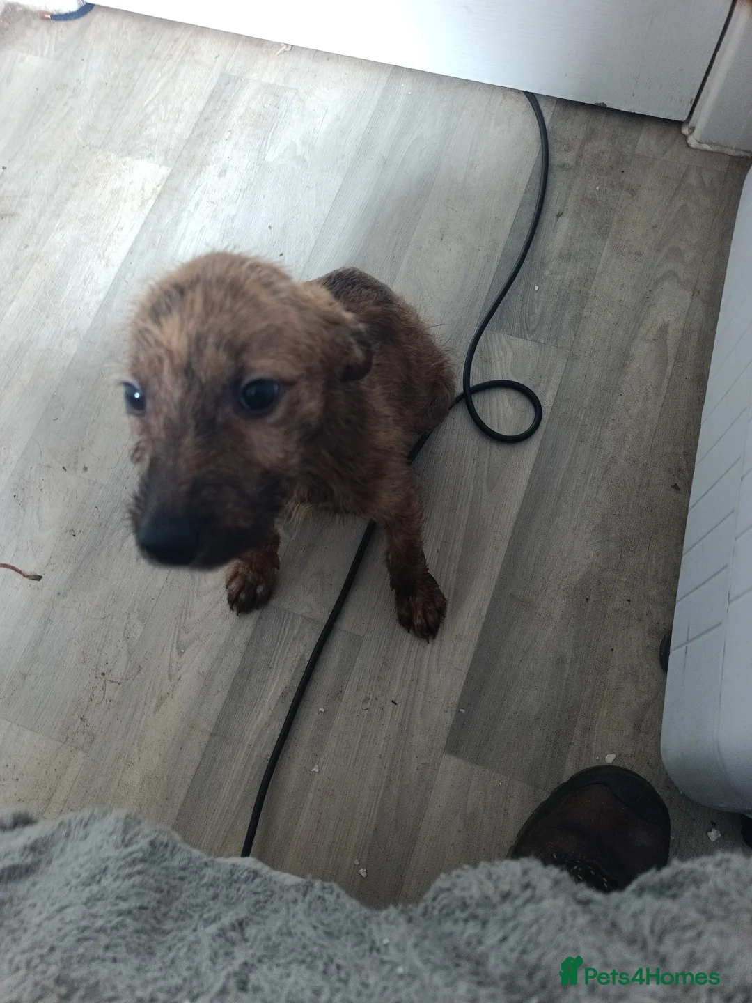 Lurcher dogs for sale: Last Outstanding male Lurcher Puppy - Advert 38