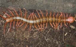 Centipedes invertebrates for sale: Reduced £50 (Scolopendra) Giant Chinese Centipede  - Image 4
