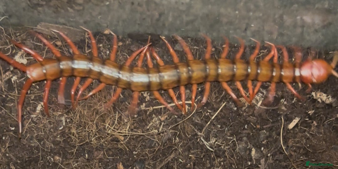 Centipedes invertebrates for sale: Reduced £50 (Scolopendra) Giant Chinese Centipede  - Image 4