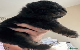 Cockapoo dogs for sale: Toy cockapoo  - Image 3