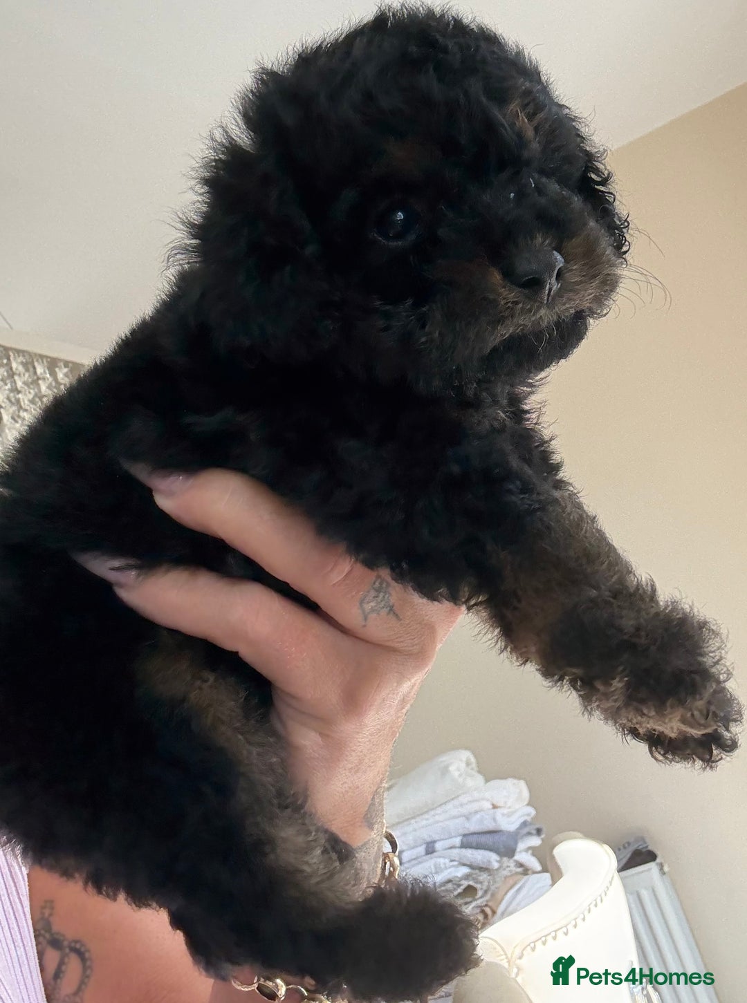 Cockapoo dogs for sale: Toy cockapoo  - Image 3