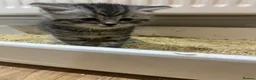 American Shorthair cats for sale: Beautiful BSH Kittens for sales  - Advert 2