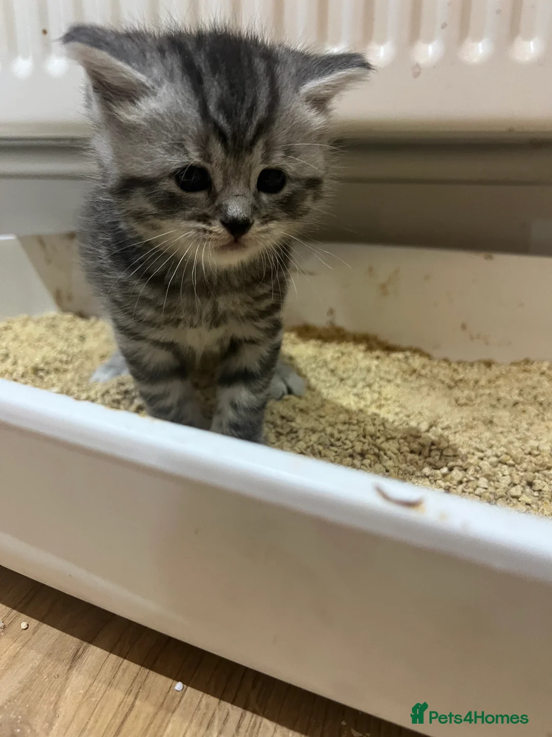American Shorthair cats for sale: Beautiful BSH Kittens for sales  - Advert 2