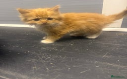 Mixed Breed cats for sale: Beautiful mixed exotic kittens  - Image 3