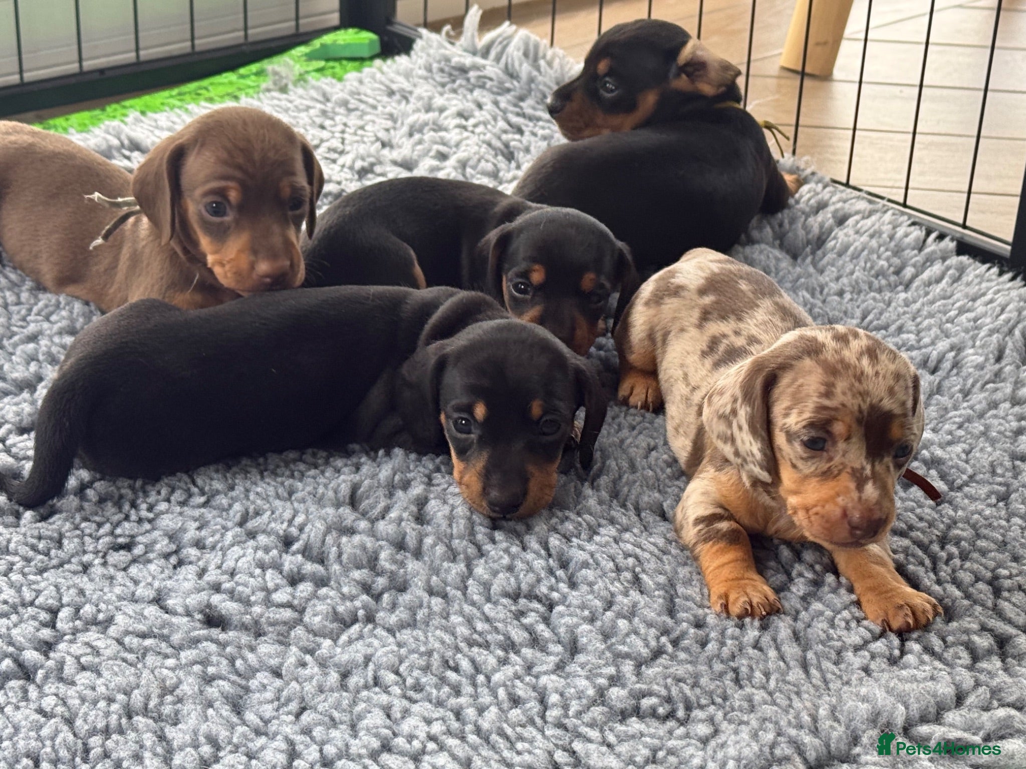 Miniature Dachshund dogs Beautiful KC Registered Miniature Dachshunds - Advert 1