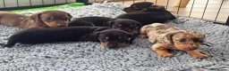 Miniature Dachshund dogs for sale: 1 girl left! Ready to go! KC Miniature Dachshunds - Advert 1
