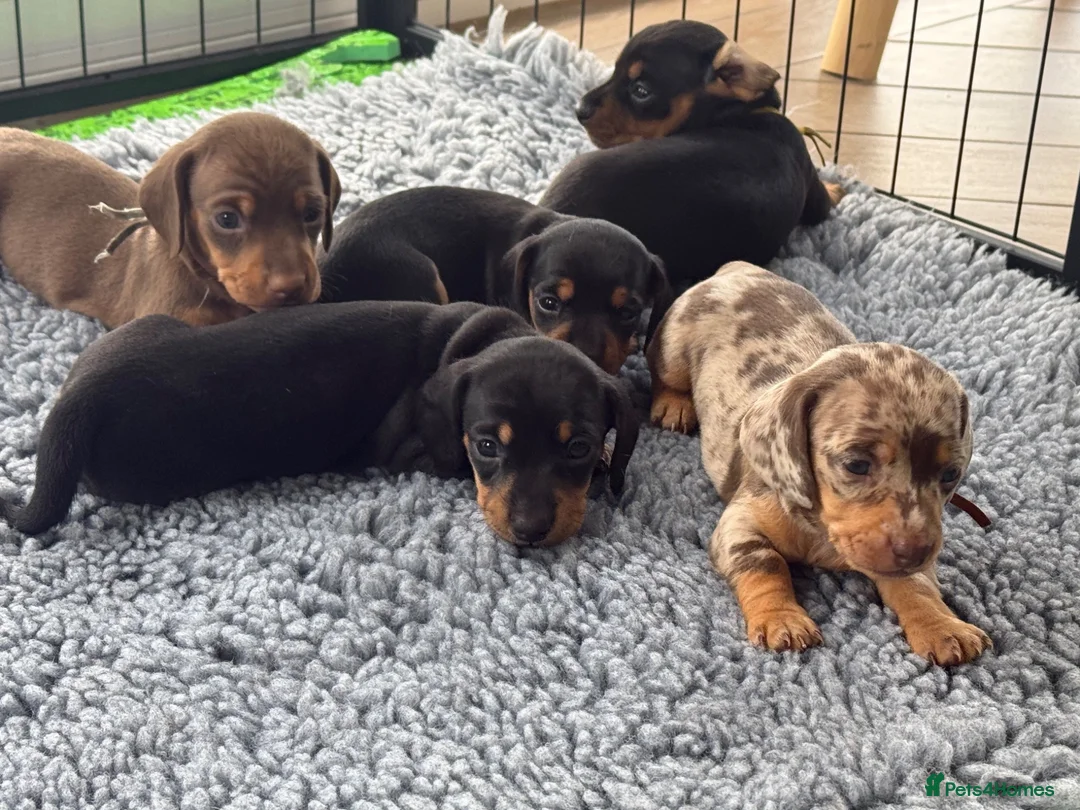 Miniature Dachshund dogs for sale: 1 girl left! Ready to go! KC Miniature Dachshunds - Advert 1