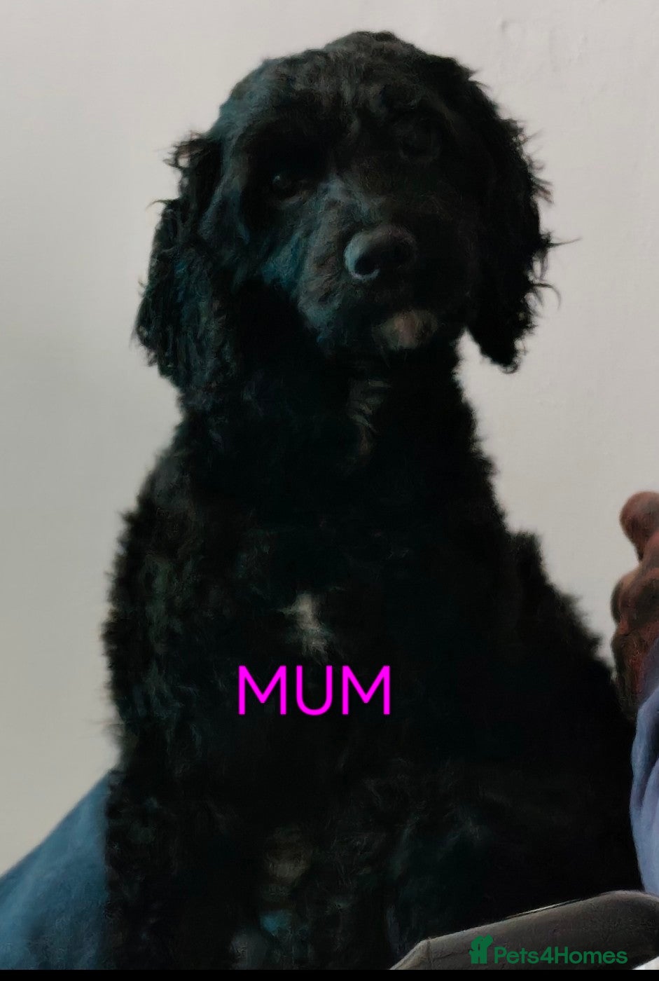 Sproodle dogs 6 beautiful sproodle puppies - Advert 16
