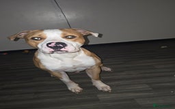 Mixed Breed dogs for sale: Boxer x Staff - Image 1