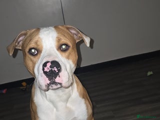 Mixed Breed dogs - Advert 1