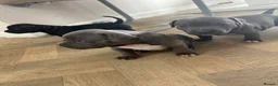 Staffordshire Bull Terrier dogs for sale: Beautiful Staffy pups  - Advert 1