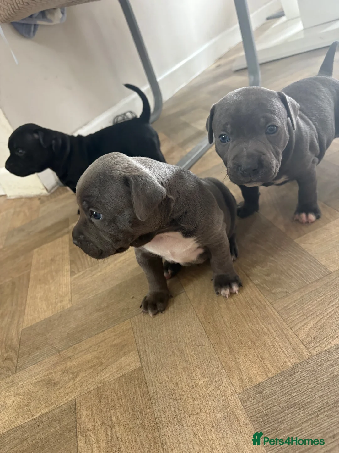 Staffordshire Bull Terrier dogs for sale: Beautiful Staffy pups  - Advert 1