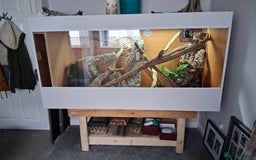 Dragon reptiles for sale: Frilled dragon and vivarium  - Image 6