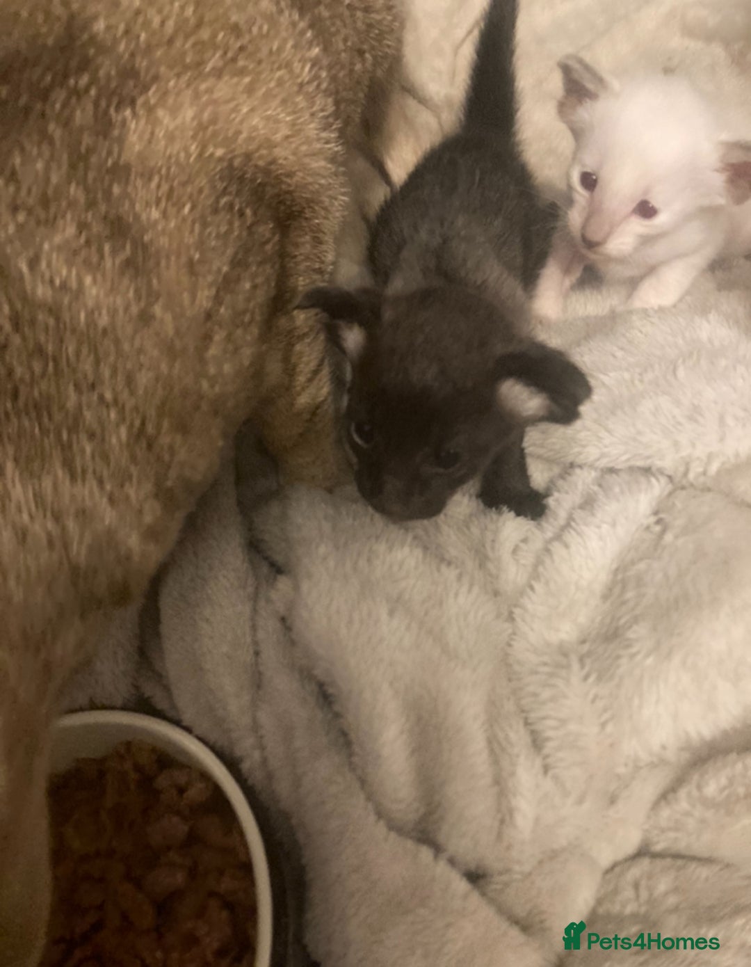 Oriental cats for sale: Gorgeous Oriental & Siamese kittens available - Image 8