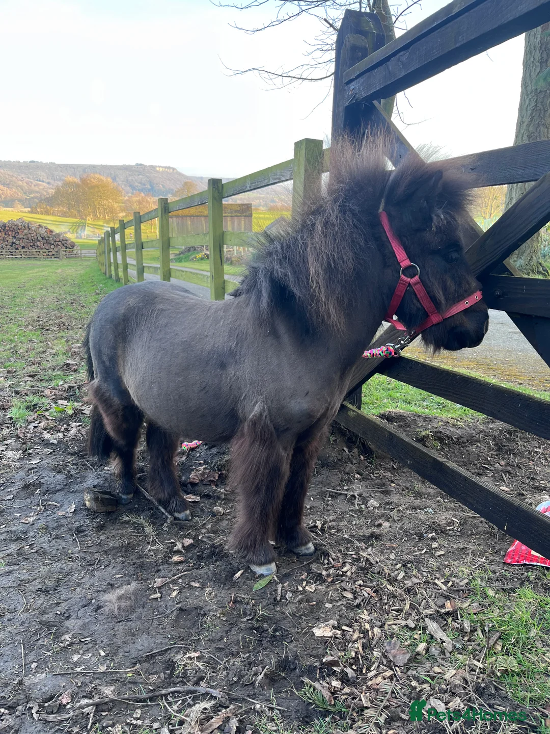 Shetland pony horses for sale: Shetland Pony - Advert 1