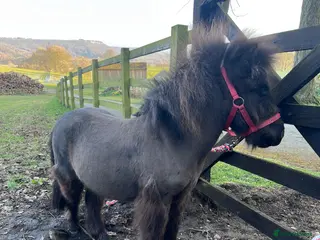 Shetland pony horses Shetland Pony - Advert 5