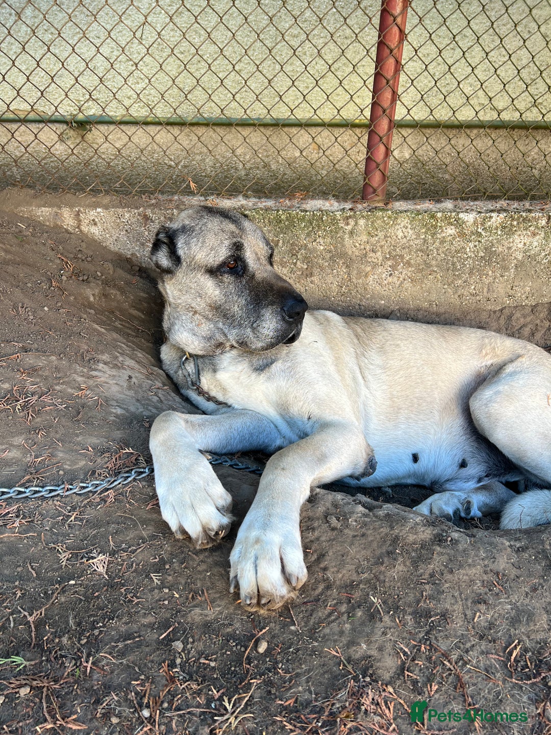 Anatolian Shepherd dogs for sale: Malakli Puppies - Image 16