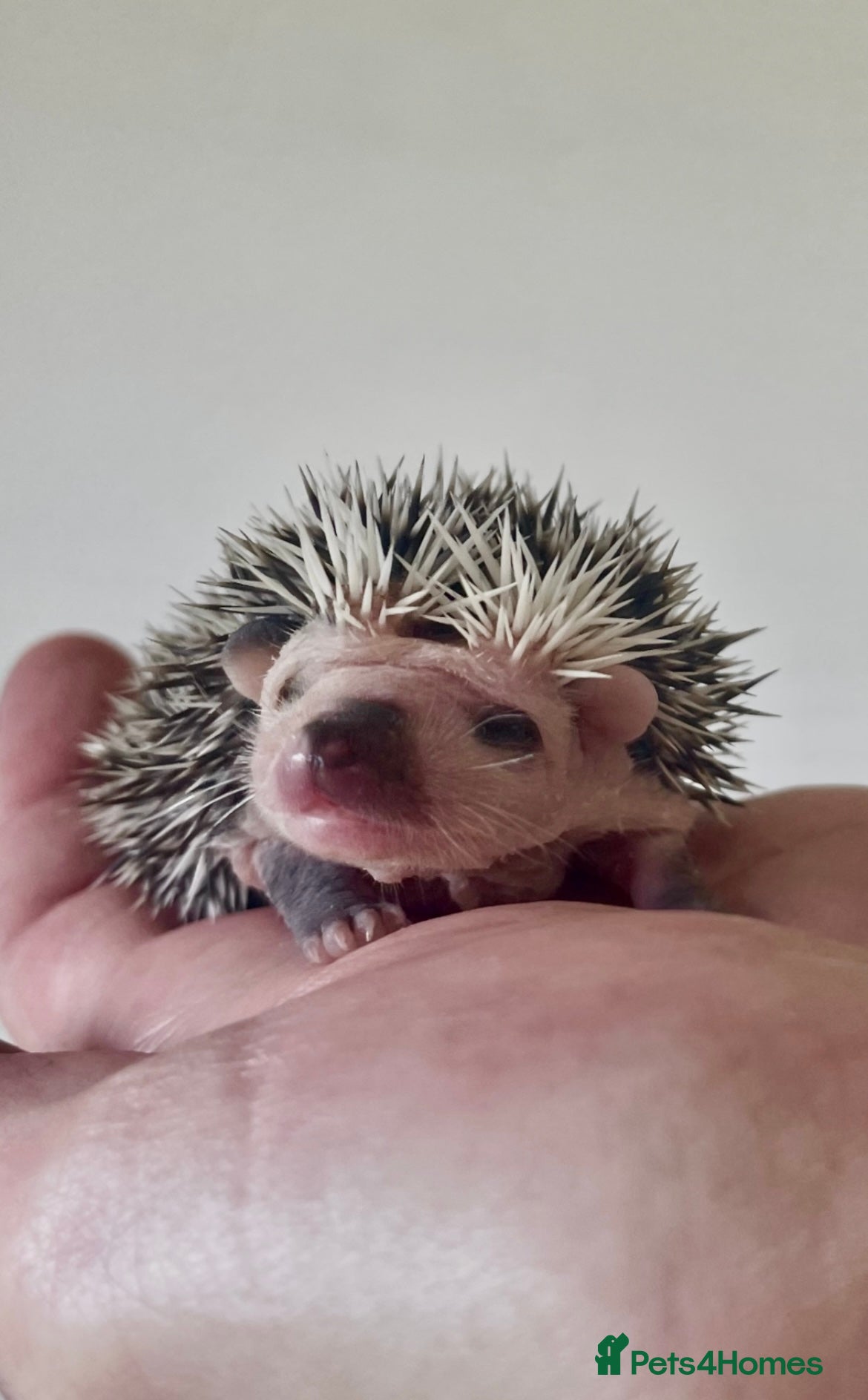 Pygmy Hedgehog rodents Adorable New Baby African Pygmy Hedgehogs - Advert 1